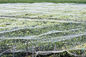 Insecto agrícola del jardín de la malla de la pantalla del insecto del invernadero que pesca SGS ISO enumerado proveedor