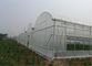 250 metros del HDPE del insecto de red 100% de la malla para el invernadero vegetal agrícola proveedor