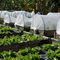 25 malla plástica coloreada transparente blanca de la red de la exclusión del insecto del invernadero del jardín de la malla 45g para el protectio de la horticultura proveedor
