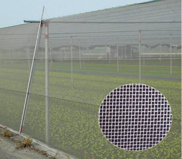 Nueva malla 100%, tela de la protección del insecto del HDPE del origen de red del insecto para al aire libre