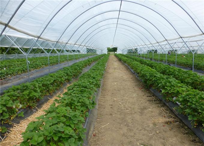 El HDPE 40/50/60 enreda alta invernadero cubierto del palmo de los tomates de la malla del insecto red ULTRAVIOLETA el solo