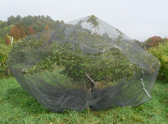 Deformación hecha punto cubriendo la red de la protección del bolso de la malla de la pantalla del insecto del árbol frutal