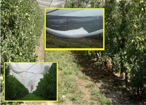 Cubierta neta plástica del HDPE del insecto de la malla de la red de huerta del saludo anti plástico puro del manzano