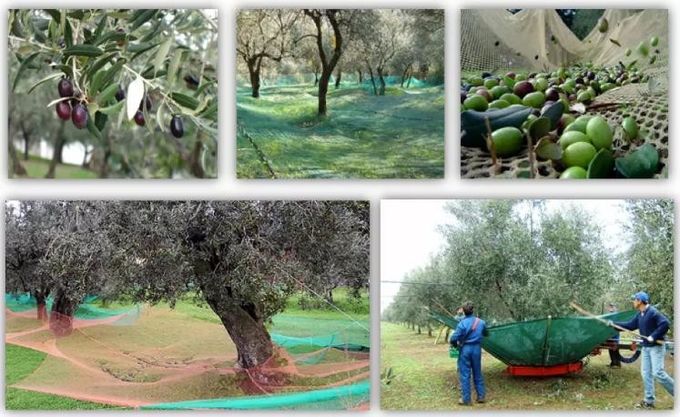 Red verde oliva de la cosecha del HDPE para recoger aceitunas y otras frutas durante estaciones de la cosecha